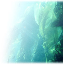 active_fiber_img01.jpg