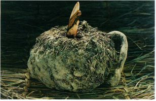 Konjac Tuber 1.jpg