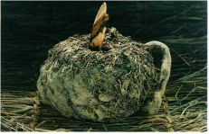 Konjac Tuber 1.jpg